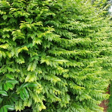 Ligustrum Ovalifolium 'Aureum'
