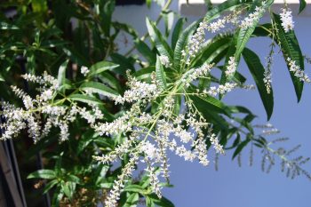 Lippia Citriodora