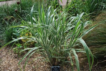 Miscanthus Cosmopolitan