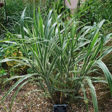 Miscanthus Cosmopolitan
