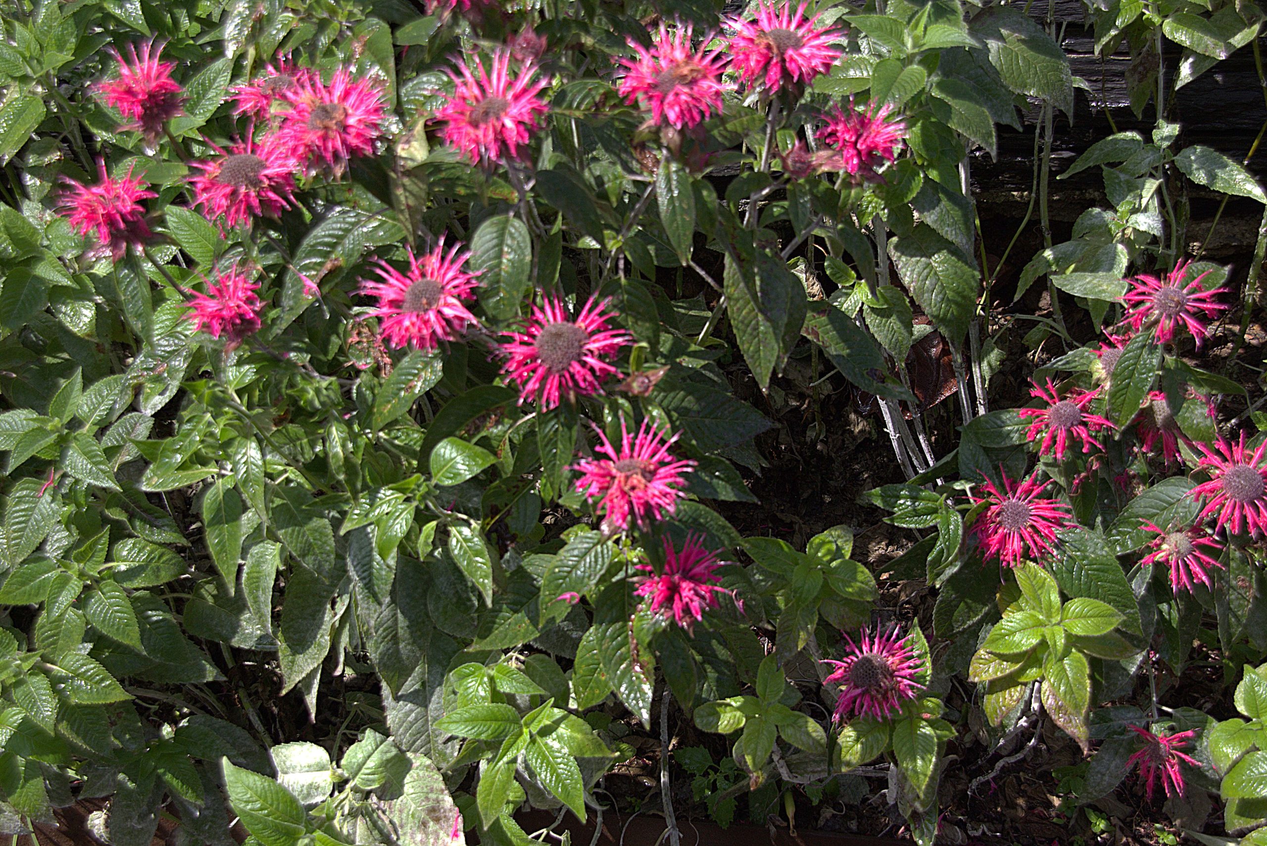 Monarda Cambridge Scarlet Monarda Cambridge Scarlet