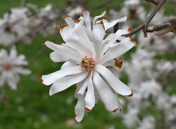 Magnolia Royal Star