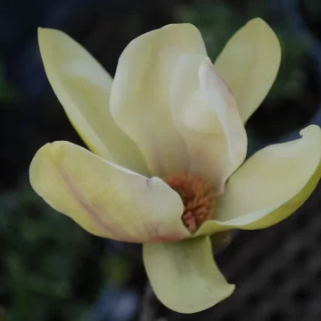 Magnolia Sunsation