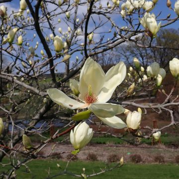 Magnolia Yellow River