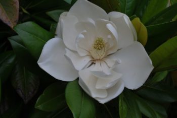 The 6 Most Important Jobs In The Garden In August In The UK