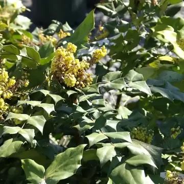 Mahonia Bealei