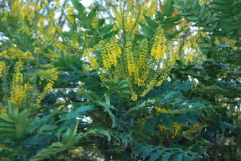 Mahonia X Media 'Charity'