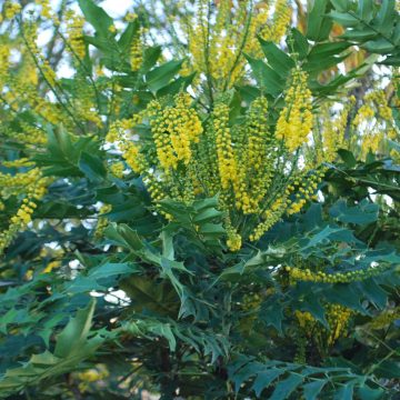 Mahonia X Media 'Charity'