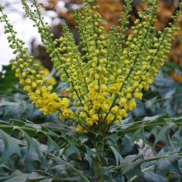 Mahonia X Media Winter Sun