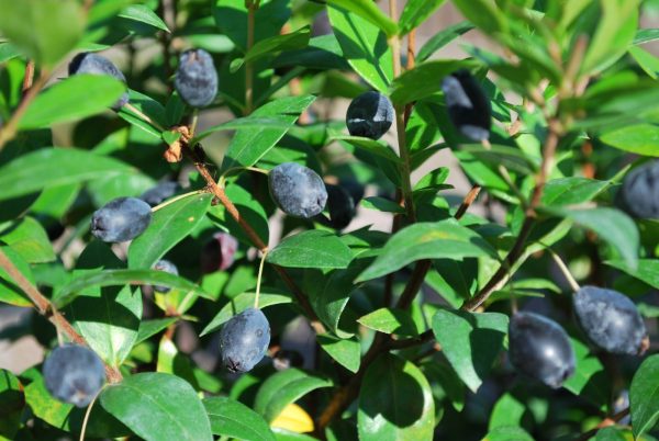 Myrtus Communis