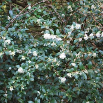 Osmanthus Burkwoodii