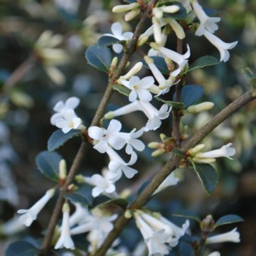 Osmanthus Delavayi