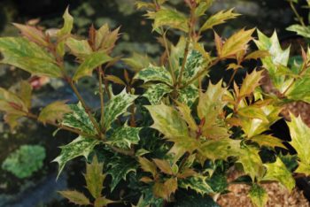 Osmanthus: A Versatile Shrub with Year-Round Interest