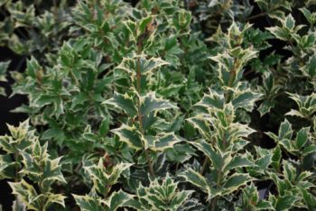 Osmanthus Hetrophyllus Variegatus