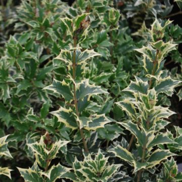 Osmanthus Hetrophyllus Variegatus