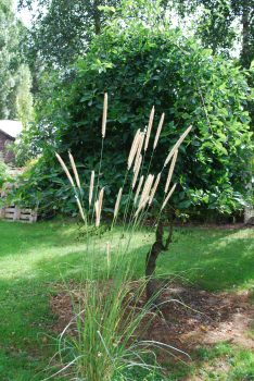 Pennisetum Macrourum