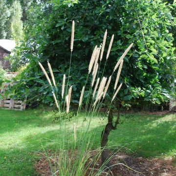 Pennisetum Macrourum