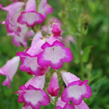 Penstemon Laura