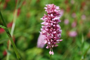 Persicaria Affinis Darjeeling Red