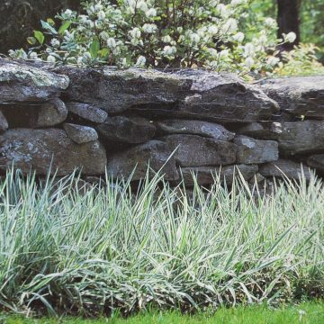 Phalaris Arundinacea Feesy