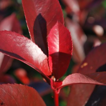 Photinia Fraseri Red Robin