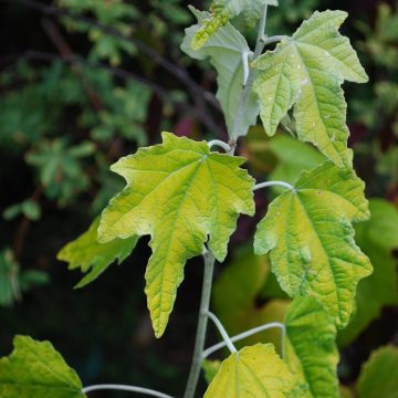 Populus Alba Richardii