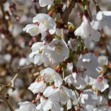 Prunus Kojo No Mai
