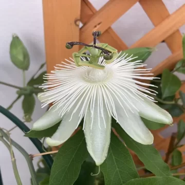 Passiflora Snow Queen