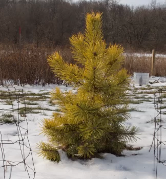 Pinus Gold Medal