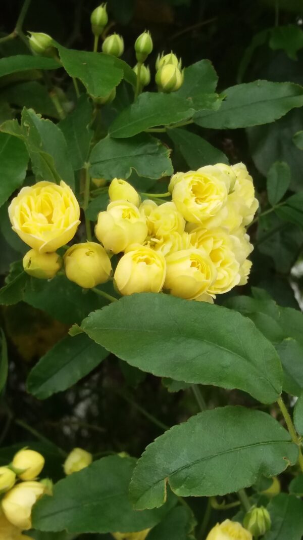 Rosa Banksiae Lutea ,dame rose des banques une espèce de plante à
