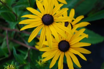 Rudbeckia Fulgida Var. Goldstrum