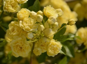 Rosa Banksiae Lutea