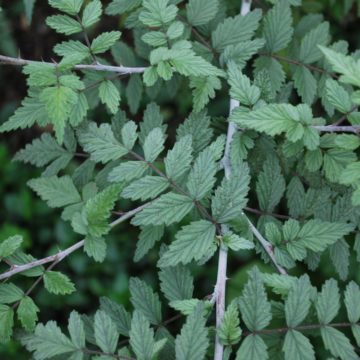Rubus Thibetanus Silver Fern