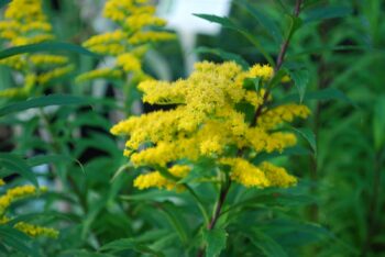 Solidago Goldkind