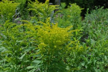 Solidago Goldkind
