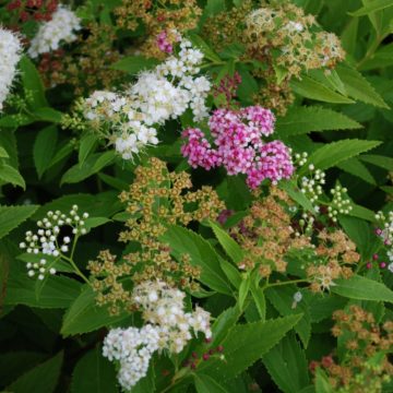 Spiraea Japonica Shirobana