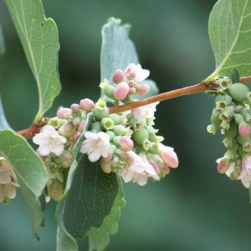 Symphoricarpos X Doorenbosii 'White Hedge'