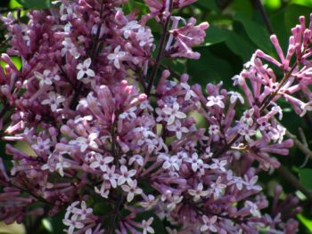 Syringa Palibin – A Compact Lilac with Charm and Fragrance