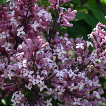 Syringa Palibin