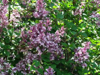 Syringa Palibin