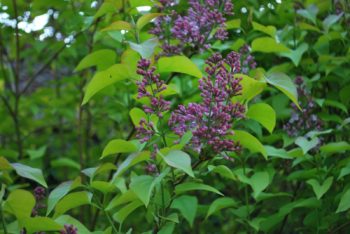 Syringa Vulgaris Aurea – A Golden Twist on the Classic Lilac