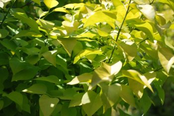 Syringa Vulgaris Aurea