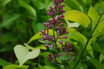 Syringa Vulgaris Aurea