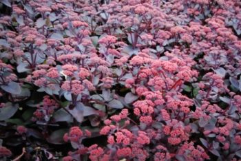The Best Ground Cover Plants for an Effortless Garden