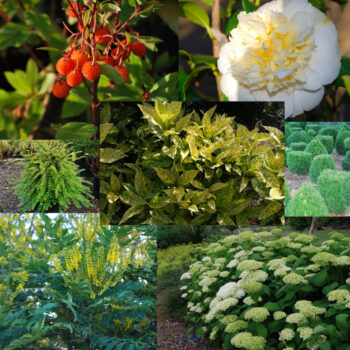 Plants For Shade Gardens