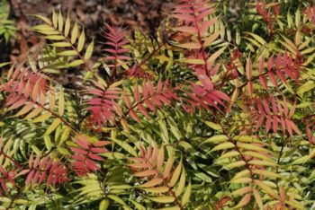 Sorbaria Sem – A Unique and Beautiful Addition to Your Garden