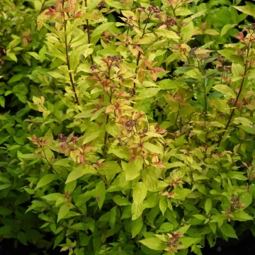 Spiraea Goldflame
