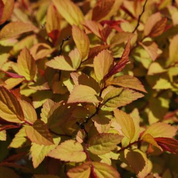 Spiraea Japonica Firelight