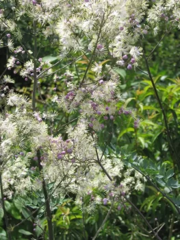 Thalictrum Elin