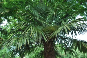 Trachycarpus Fortunei